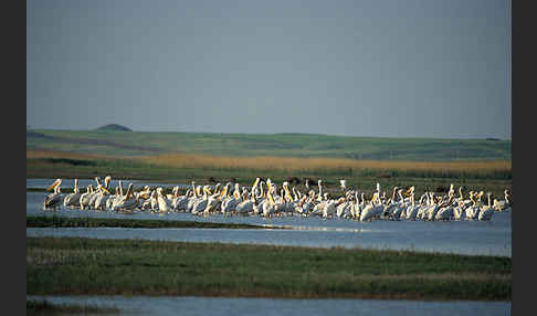 Rosapelikan (Pelecanus onocrotalus)