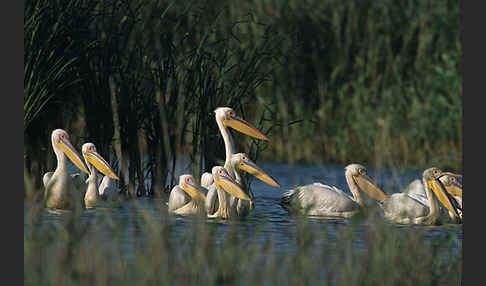 Rosapelikan (Pelecanus onocrotalus)