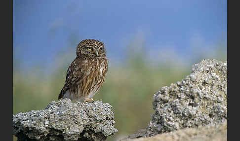 Steinkauz (Athene noctua)