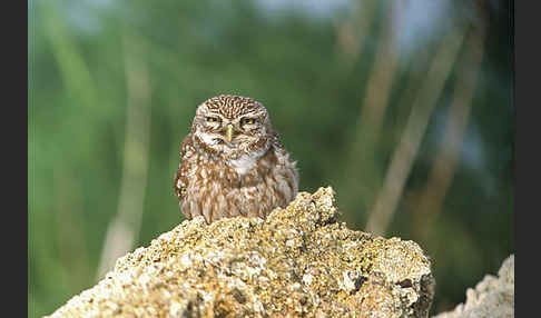 Steinkauz (Athene noctua)