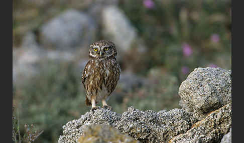 Steinkauz (Athene noctua)