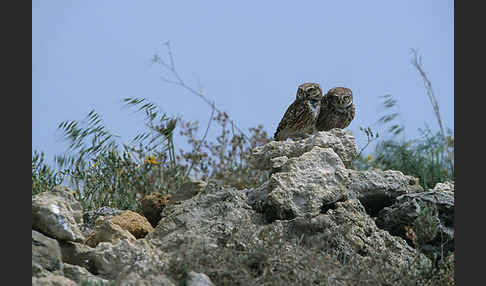 Steinkauz (Athene noctua)