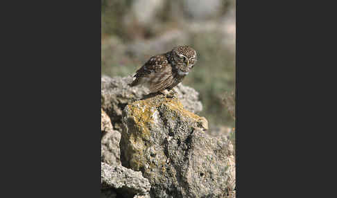 Steinkauz (Athene noctua)