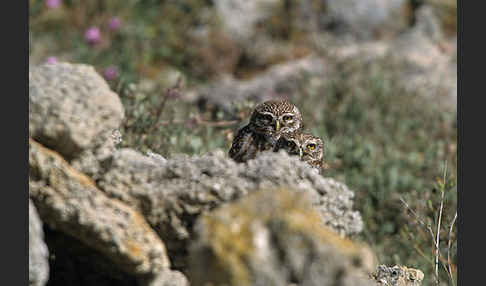 Steinkauz (Athene noctua)