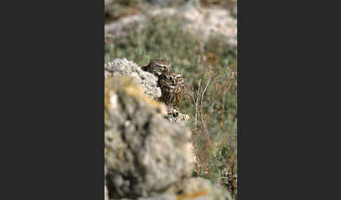 Steinkauz (Athene noctua)