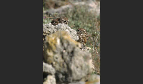 Steinkauz (Athene noctua)