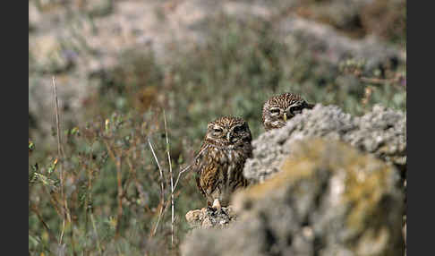 Steinkauz (Athene noctua)