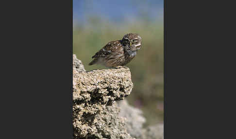 Steinkauz (Athene noctua)