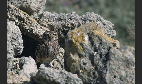 Steinkauz (Athene noctua)