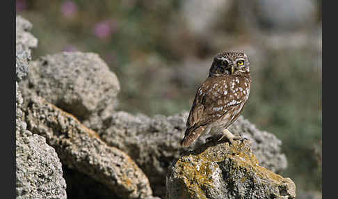 Steinkauz (Athene noctua)