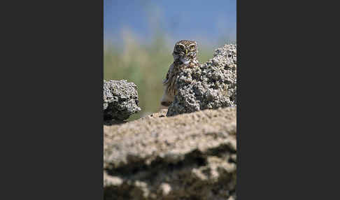 Steinkauz (Athene noctua)