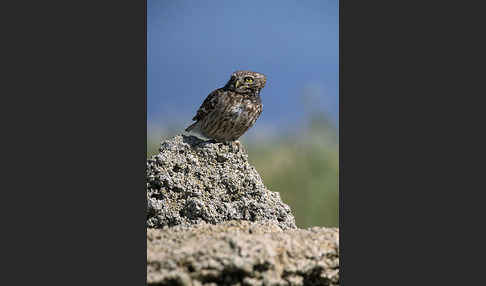 Steinkauz (Athene noctua)