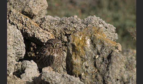 Steinkauz (Athene noctua)