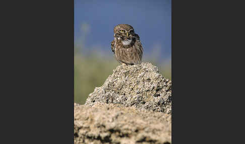 Steinkauz (Athene noctua)