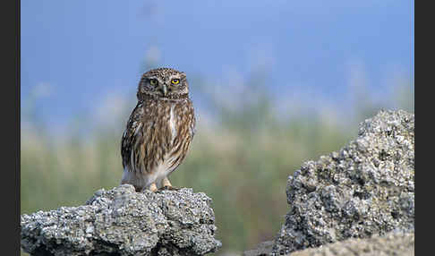 Steinkauz (Athene noctua)