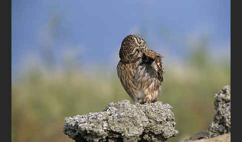 Steinkauz (Athene noctua)