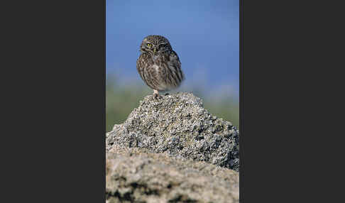 Steinkauz (Athene noctua)