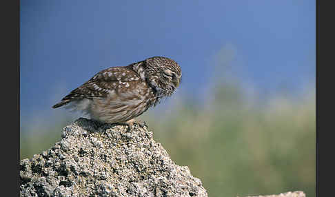 Steinkauz (Athene noctua)