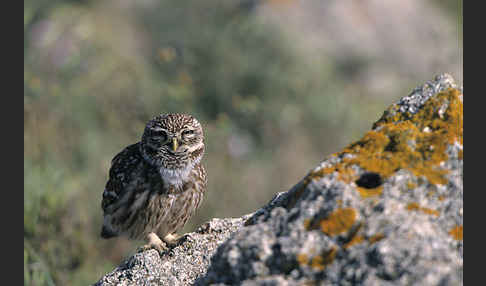 Steinkauz (Athene noctua)