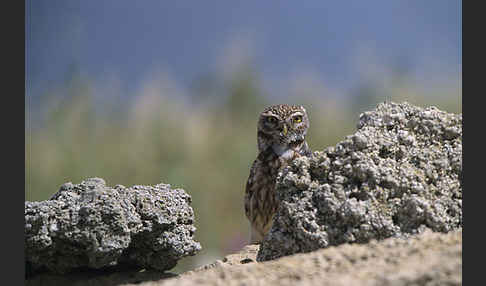 Steinkauz (Athene noctua)