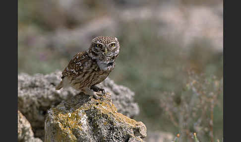 Steinkauz (Athene noctua)