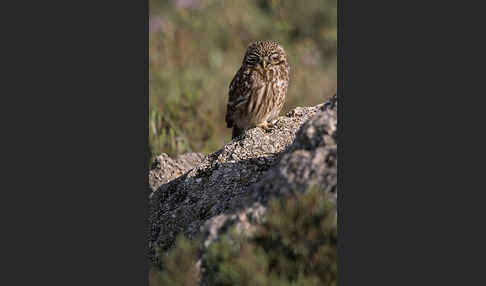 Steinkauz (Athene noctua)