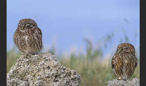 Steinkauz (Athene noctua)