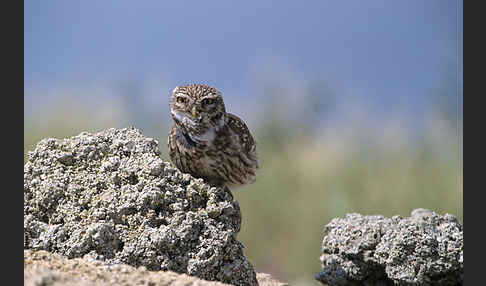 Steinkauz (Athene noctua)