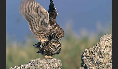 Steinkauz (Athene noctua)