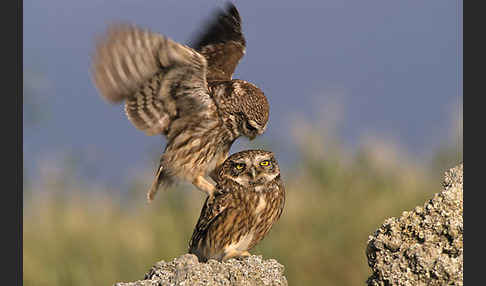 Steinkauz (Athene noctua)