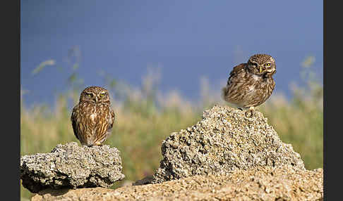 Steinkauz (Athene noctua)