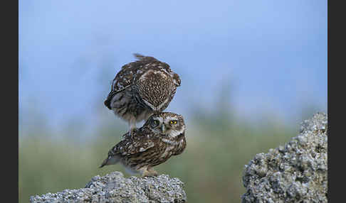 Steinkauz (Athene noctua)