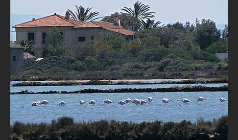 Rosaflamingo (Phoenicopterus roseus)