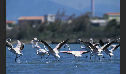 Rosaflamingo (Phoenicopterus roseus)