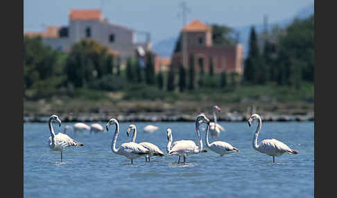 Rosaflamingo (Phoenicopterus roseus)