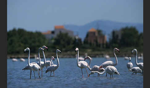 Rosaflamingo (Phoenicopterus roseus)