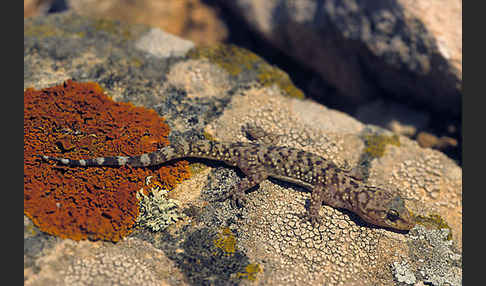 Europäischer Halbfinger (Hemidactylus turcicus)