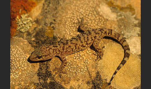 Europäischer Halbfinger (Hemidactylus turcicus)