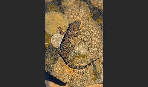 Europäischer Halbfinger (Hemidactylus turcicus)