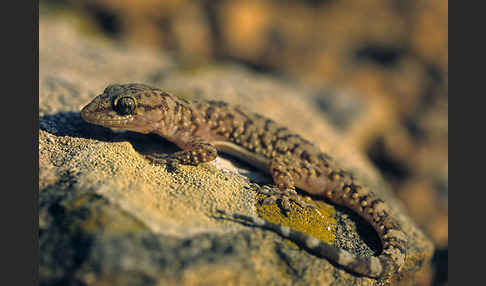 Europäischer Halbfinger (Hemidactylus turcicus)