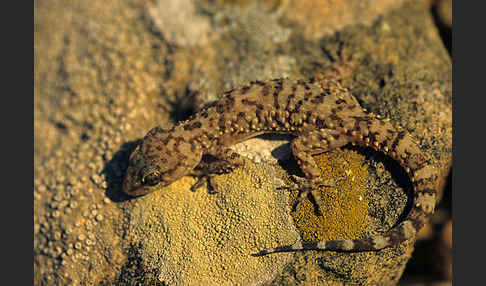 Europäischer Halbfinger (Hemidactylus turcicus)