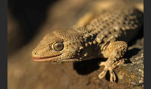 Mauergecko (Tarentola mauretanica)