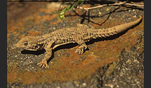 Mauergecko (Tarentola mauretanica)