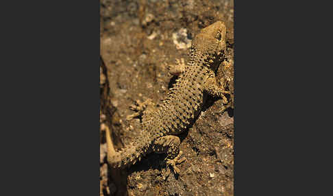 Mauergecko (Tarentola mauretanica)