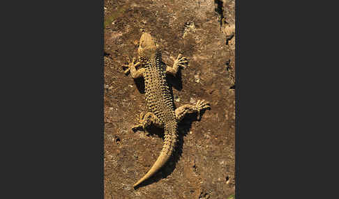 Mauergecko (Tarentola mauretanica)