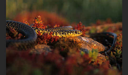 Gelbgrüne Zornnatter (Hierophis viridiflavus)