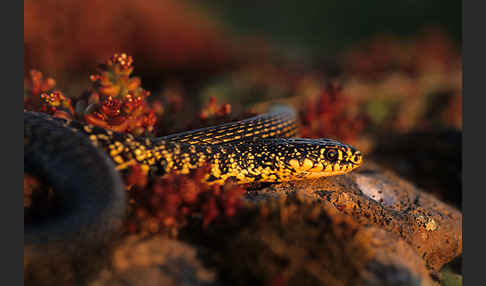 Gelbgrüne Zornnatter (Hierophis viridiflavus)