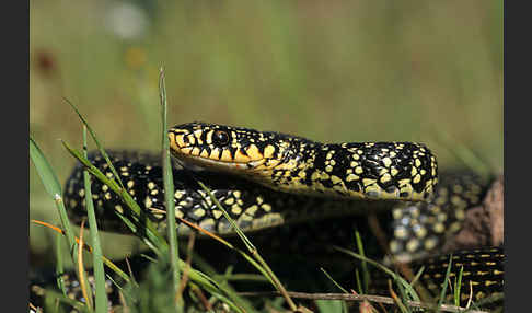 Gelbgrüne Zornnatter (Hierophis viridiflavus)