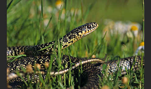 Gelbgrüne Zornnatter (Hierophis viridiflavus)