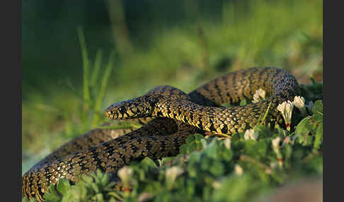 Sizillianische Ringelnatter (Natrix natrix sicula)